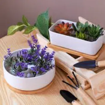 No1 Decorative Plants